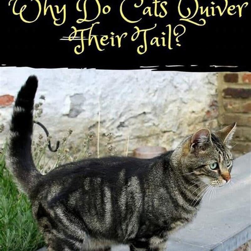 why-does-my-cats-tail-quiver-when-he-sees-me-diy-seattle