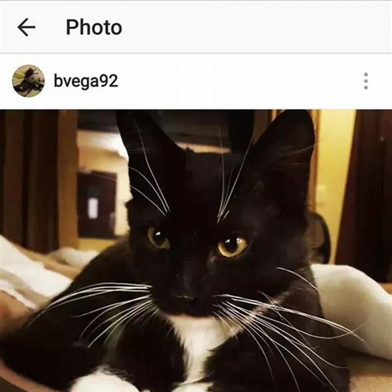 Why does my kitten have a silent meow?