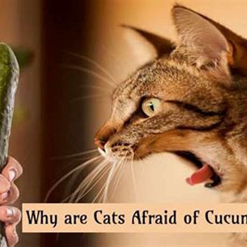 why-is-it-bad-to-scare-cats-with-cucumbers-diy-seattle