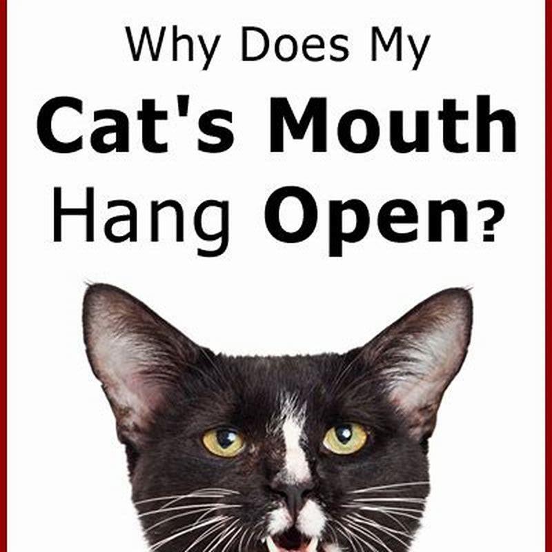 Why Is My Cat Not Closing His Mouth DIY Seattle why-is-my-cat-not-closing-his-mouth-diy-seattle