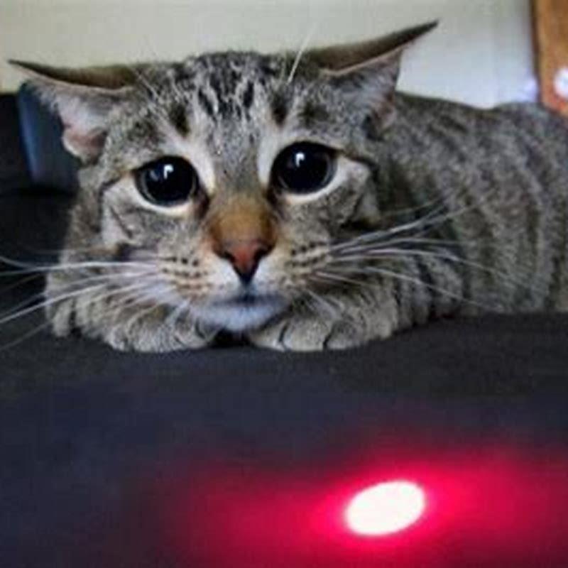 Why is my cat obsessed with laser pointer?