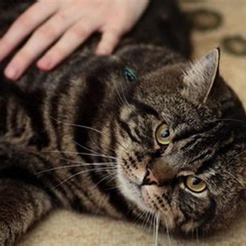 Why is my cat so soft and silky? DIY Seattle