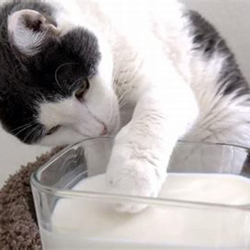 Why You Dont Give Cats Milk DIY Seattle make-schematics-online