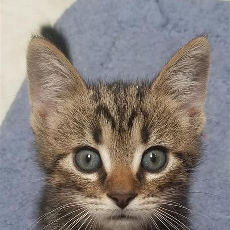 Will my foster kittens Remember me?