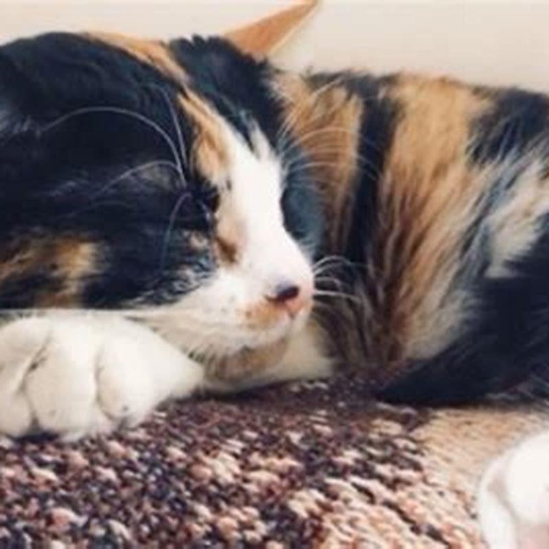 Are calico females aggressive?