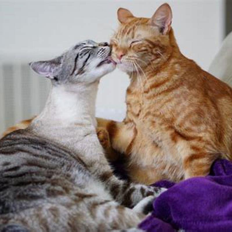 Are cats mean to each other?