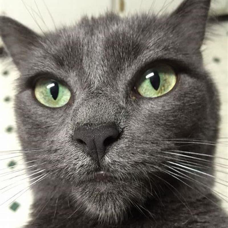 Are Korat cats lap cats?