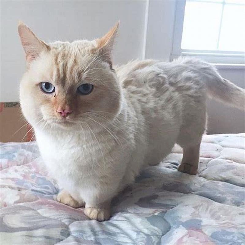 Are Munchkin cats hard to take care of?