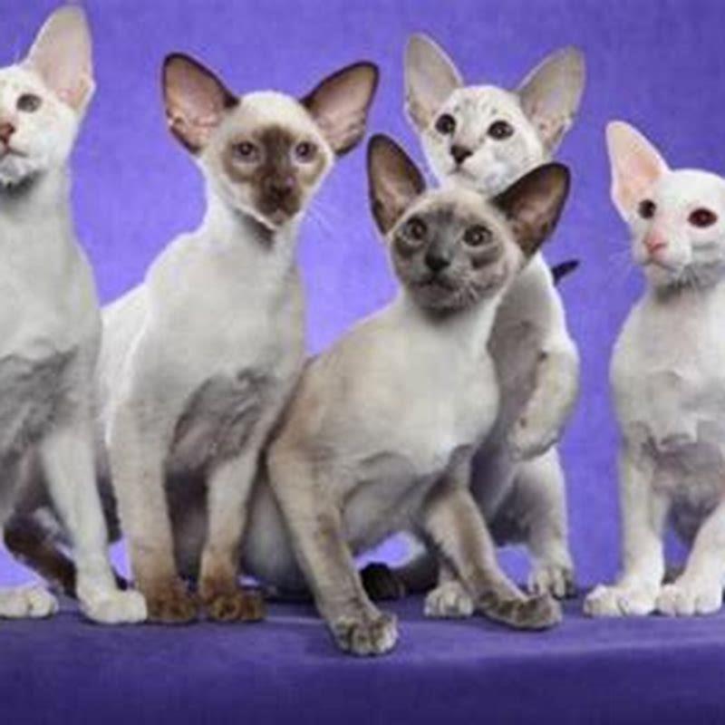 Are Siamese cats more aggressive?