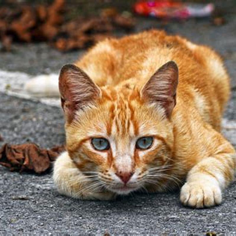 Are there more male orange cats than female?