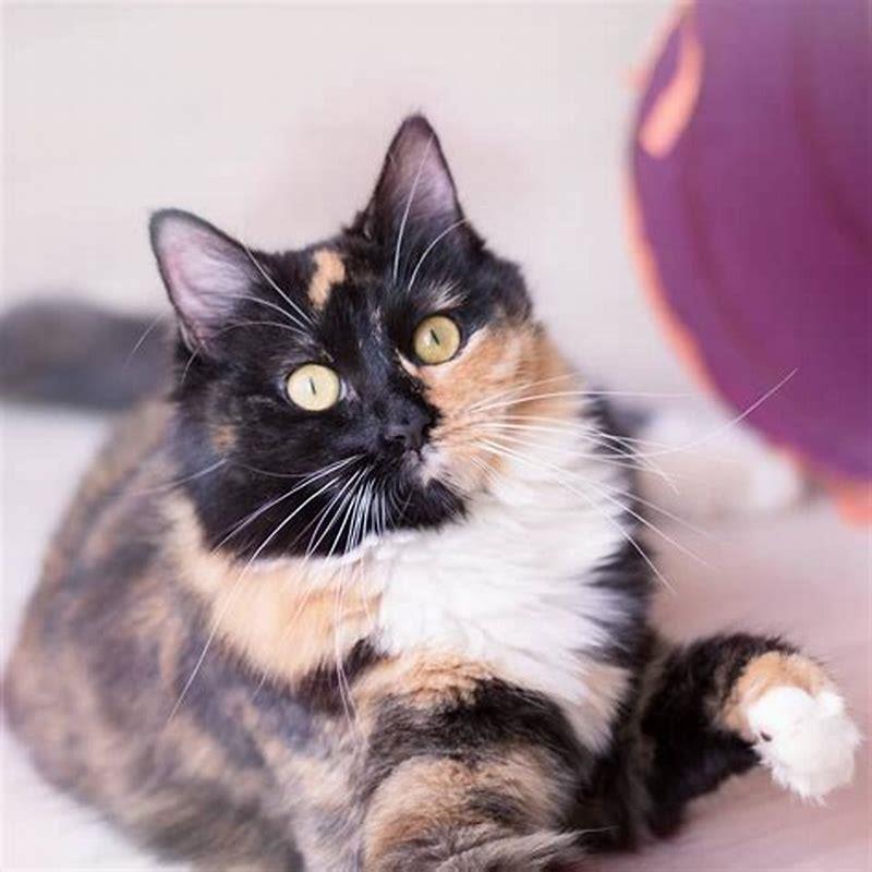 Are tortoiseshell cats a rare breed?