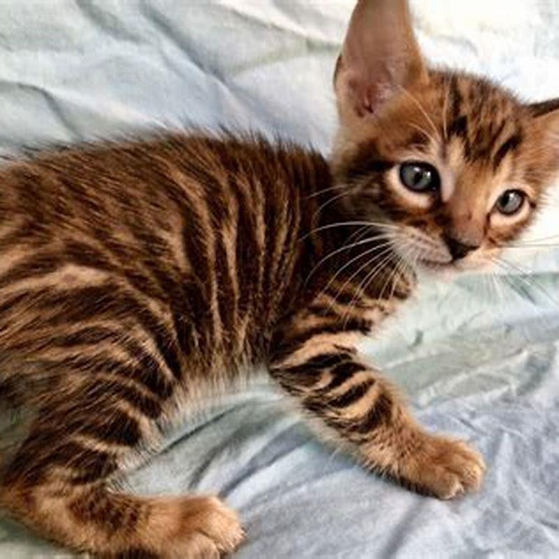 Are Toygers friendly?