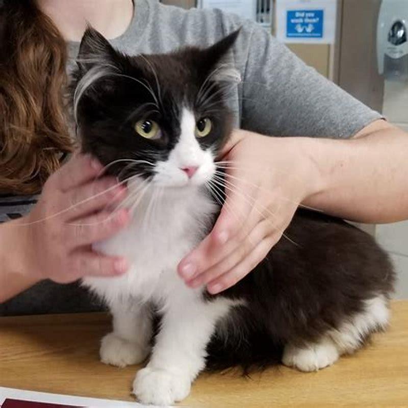 At what age does a cat need to be fixed?