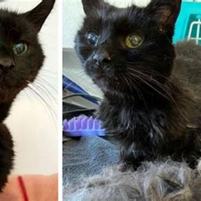 At what age is a cat no longer a kitten?