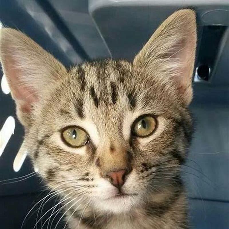 At what age is a tabby cat fully grown?