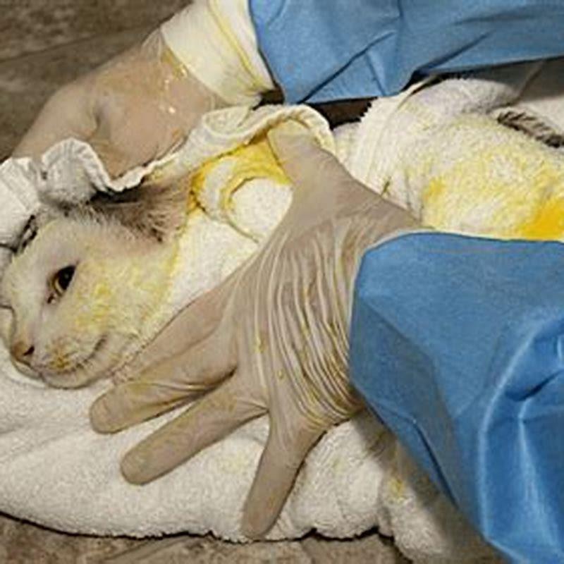 Can a cat get ringworm without going outside?