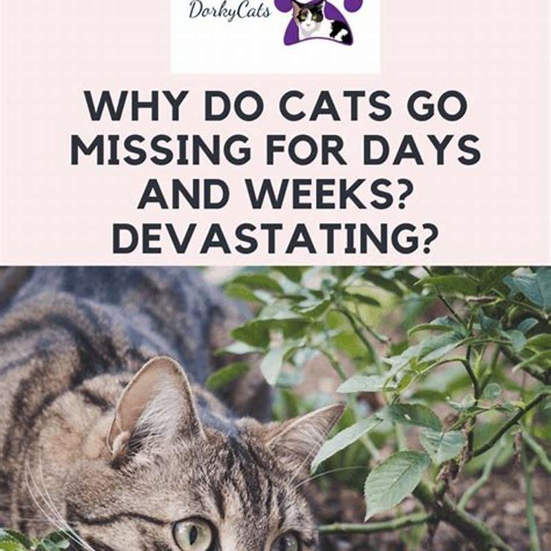 Can cats go missing for weeks?