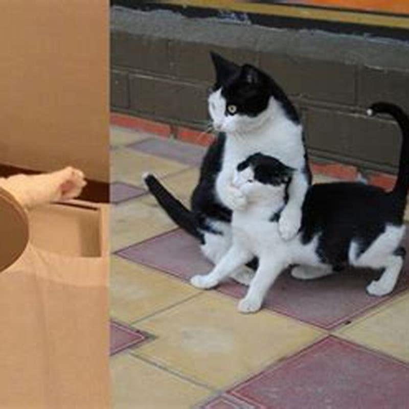Can cats see other cats?
