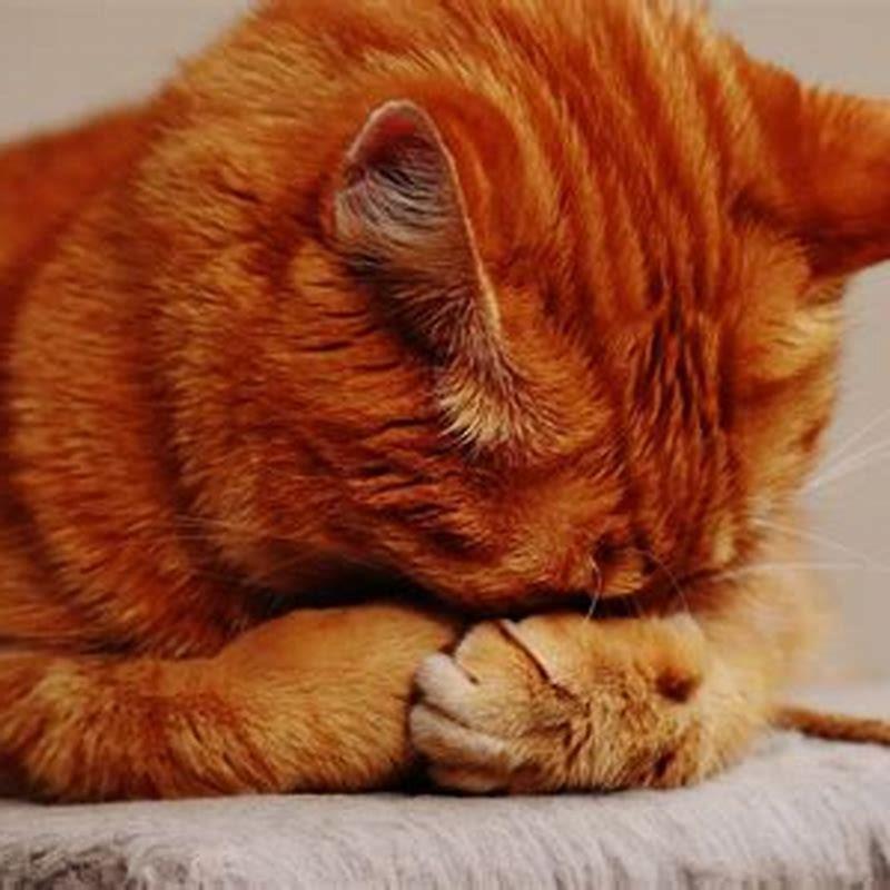 Can indoor only cats get worms?
