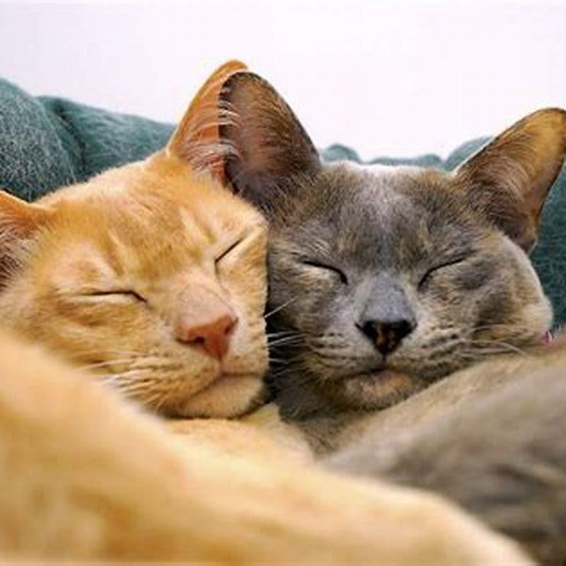 Do bonded kittens stay bonded?
