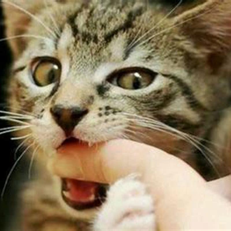 Do cats bite when they are happy?