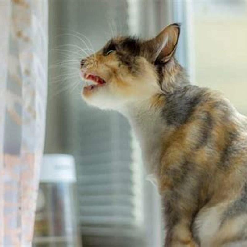 Do cats get lonely without other cats?