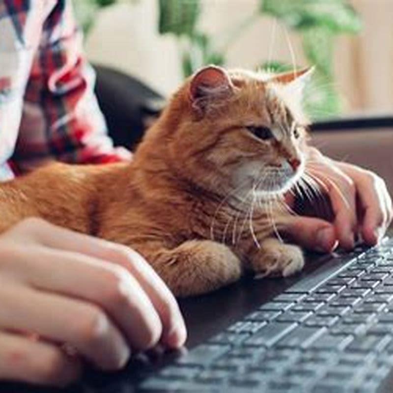 Do cats like being pet on the stomach?