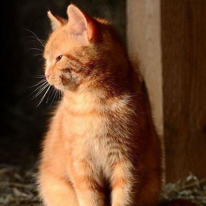 Do cats need shots if they never go outside?
