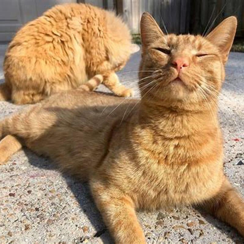 Do cats slow blink other cats?