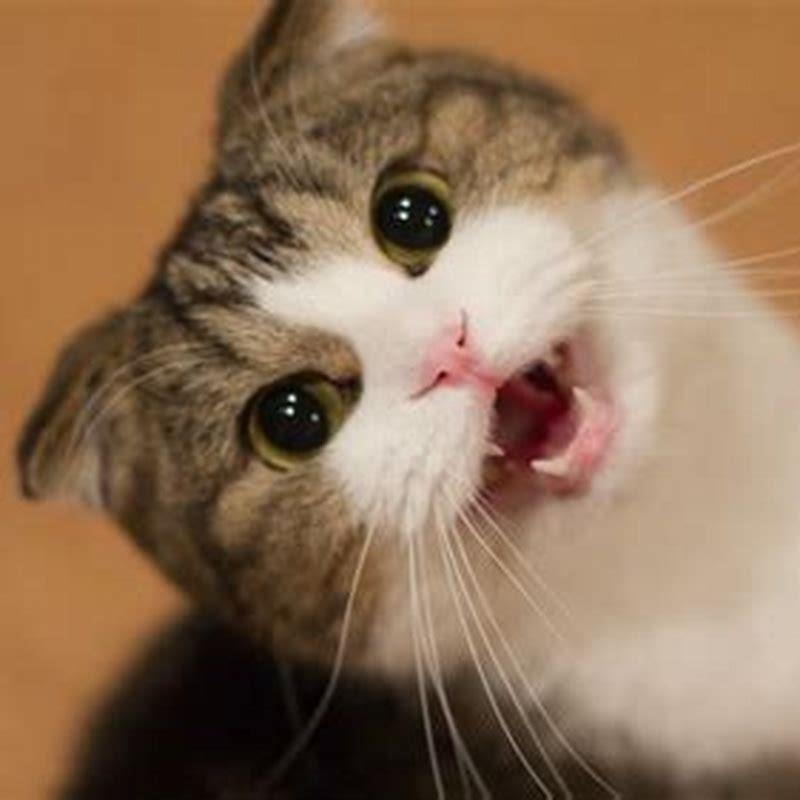 Do cats understand human meows?