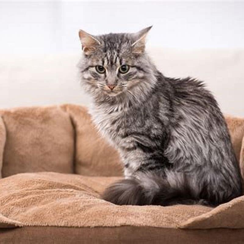 Do outdoor cats live longer than indoor cats?