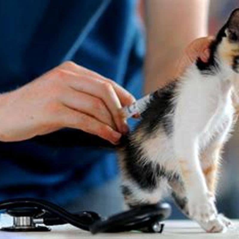 Does a cat have to be vaccinated to fly?