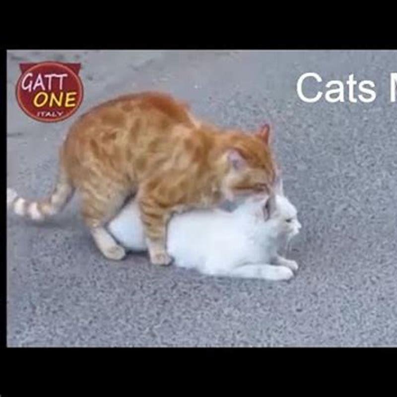 Does mating hurt for cats?
