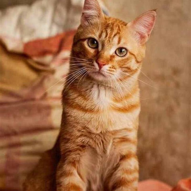 How are tabby cats different from other cats?