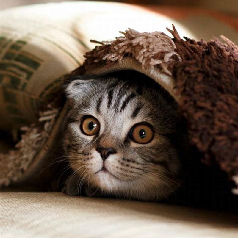 How can I keep my outside cat warm?
