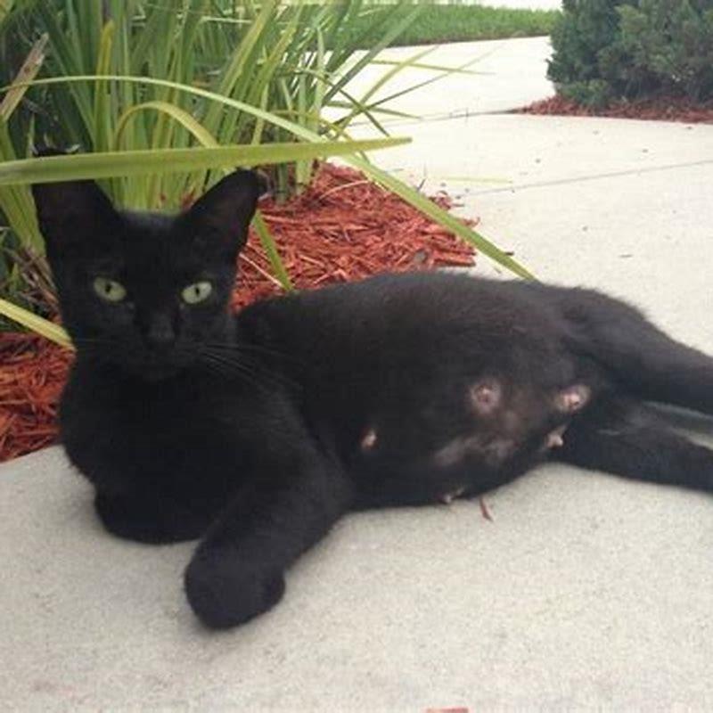How can I tell how far pregnant my cat is?