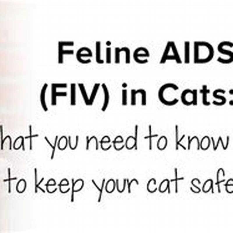 How Can You Tell If A Cat Has Feline AIDS DIY Seattle