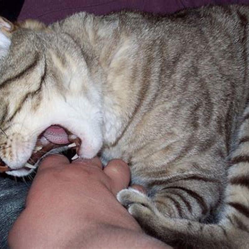 How do cats show they love another cat?