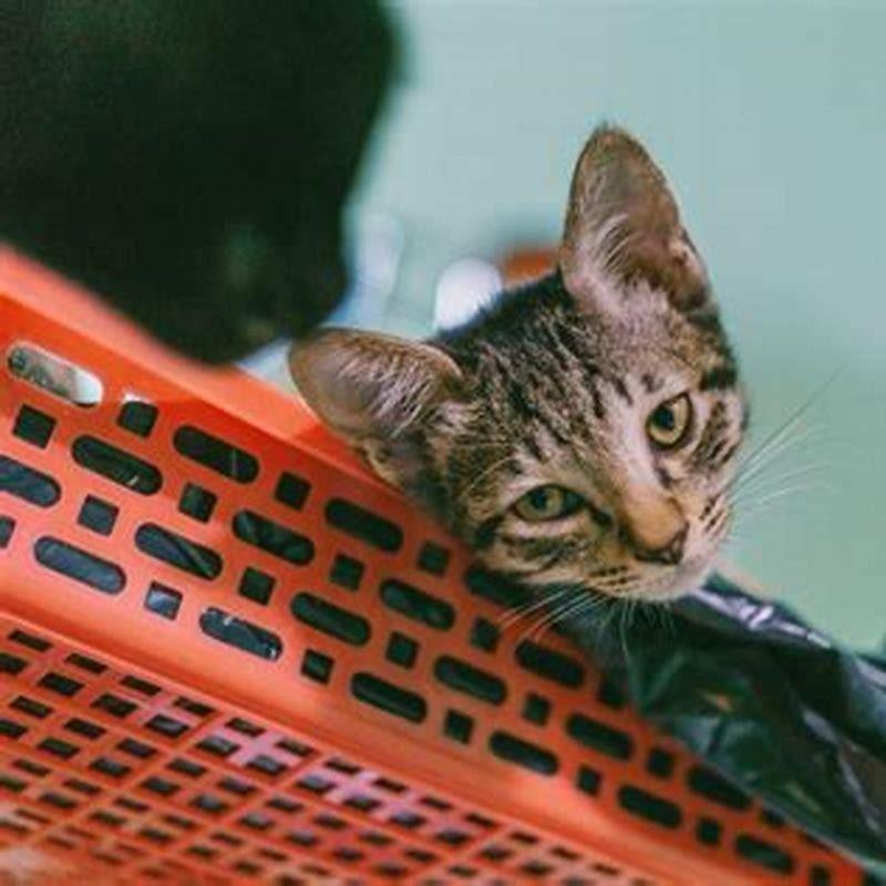 How do I get my cat to stop licking plastic?