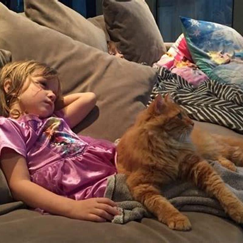 How do I know if my cat feels loved?