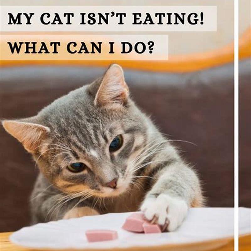 How do I know if my cat is intelligent?