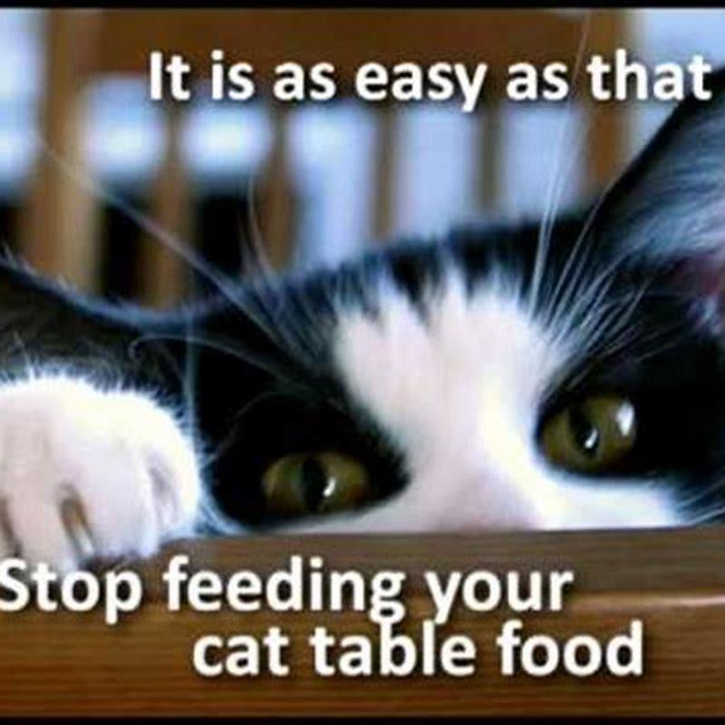 How do I stop my cat from eating trash?