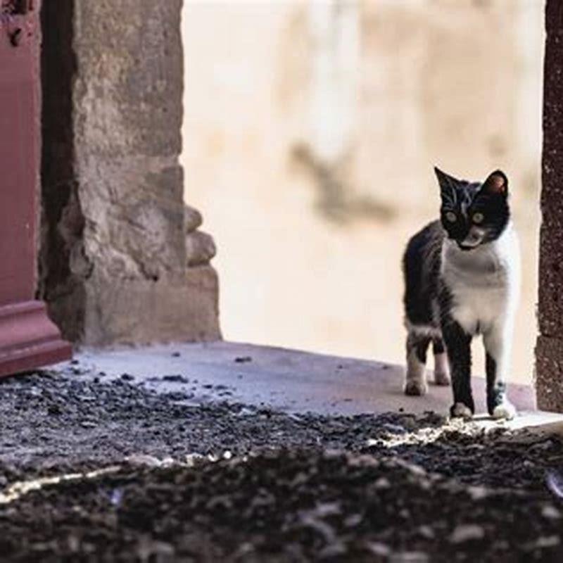 How far can a cat travel when lost?