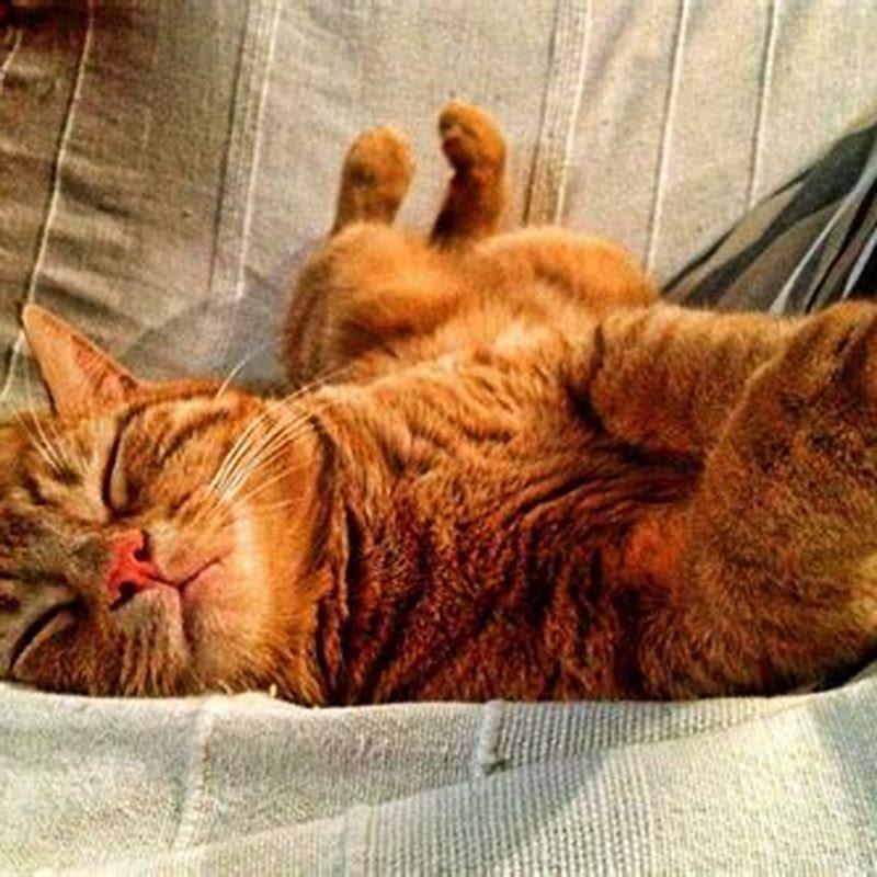 How long are cats in heat and how often?