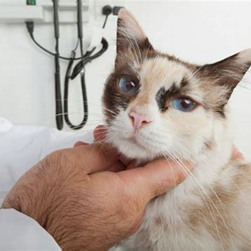 How Long Will A Cat Live With A Brain Tumor