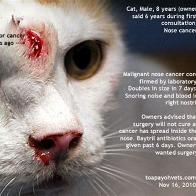 How long can a cat live with a nasal tumor?