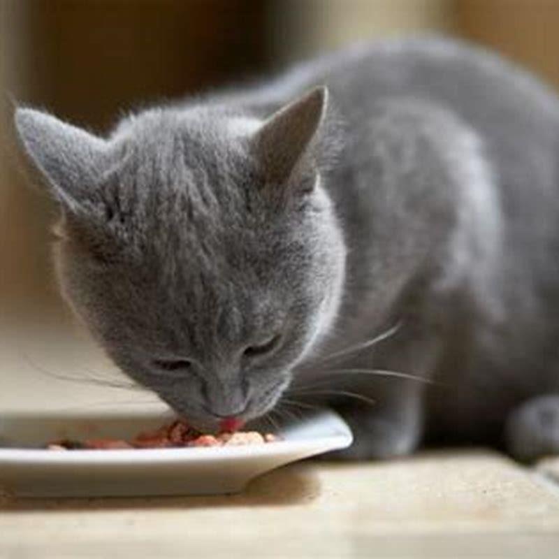 How Long Does A Cat Survive With Kidney Disease