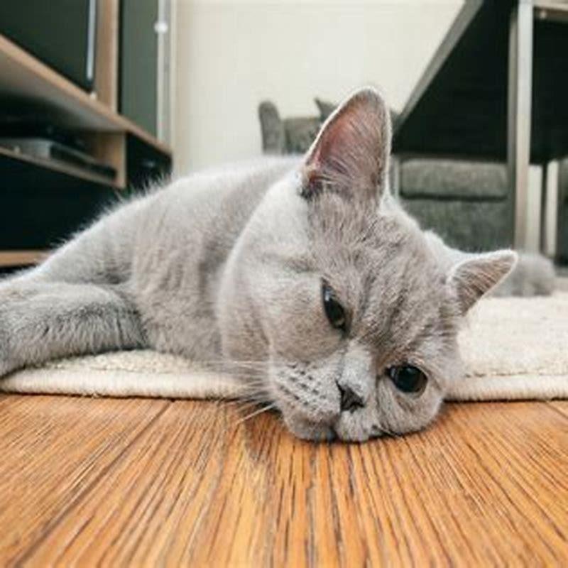 How Long Can A Cat Live With Liver Damage