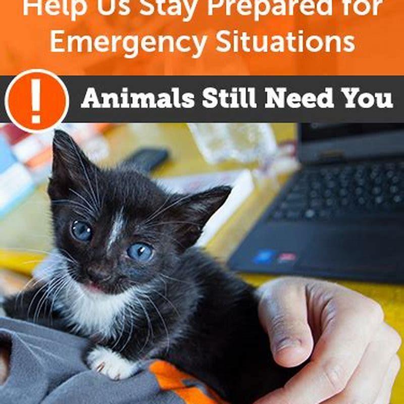 how-long-can-cats-live-with-renal-failure-diy-seattle