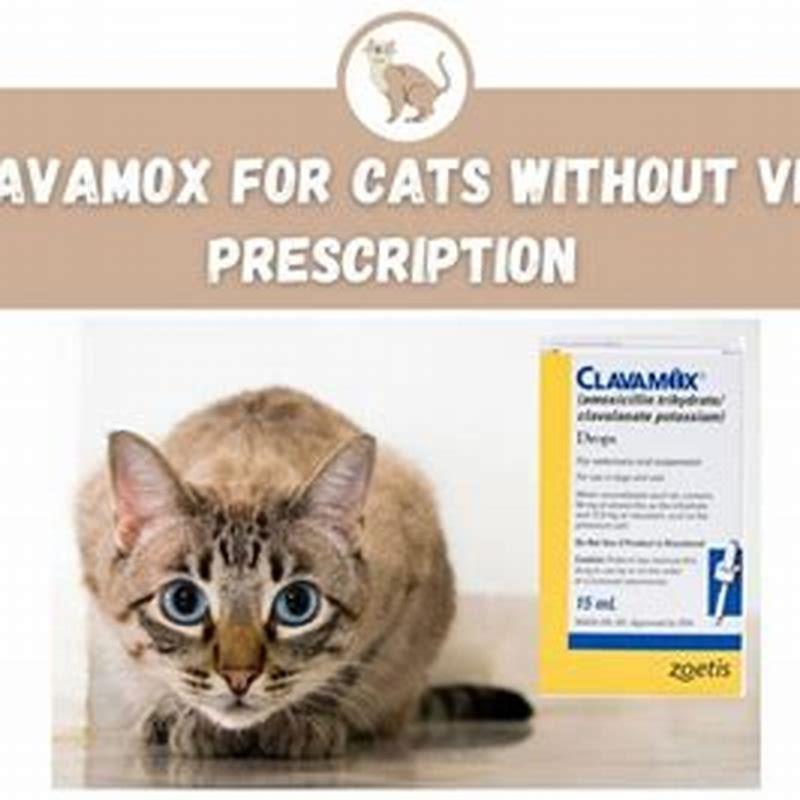 How long can a cat stay on Clavamox?